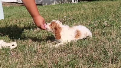 Olivia, a female Cavapoo for sale in Sugarcreek, OH – 7 of 7
