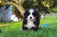 Izzy, a female Bernese Mountain Dog for sale in Sugarcreek, OH – 5 of 10