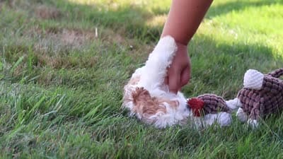 Lilly, a female Cavapoo for sale in Sugarcreek, OH – 10 of 10