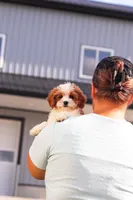 Lilly, a female Cavapoo for sale in Sugarcreek, OH – 8 of 10