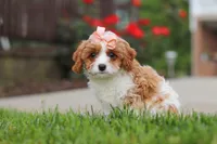 Gracie, a female Cavapoo for sale in Sugarcreek, OH – 5 of 7