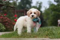 Leo, a male Bichpoo for sale in Sugarcreek, OH – 6 of 10