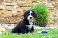 Bailey, a female Bernese Mountain Dog for sale in Sugarcreek, OH – 3 of 6