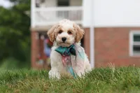 Leo, a male Bichpoo for sale in Sugarcreek, OH – 2 of 10