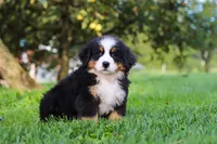 Izzy, a female Bernese Mountain Dog for sale in Sugarcreek, OH – 4 of 10