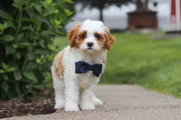 Asher, a male Cavapoo for sale in Sugarcreek, OH – 7 of 8
