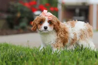 Gracie, a female Cavapoo for sale in Sugarcreek, OH – 6 of 7