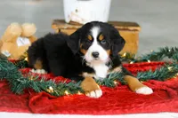 Suzy, a female Bernese Mountain Dog for sale in Sugarcreek, OH – Photo 1 of 5