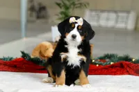 Suzy, a female Bernese Mountain Dog for sale in Sugarcreek, OH – Photo 3 of 5