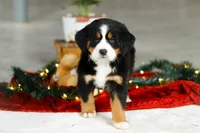 Suzy, a female Bernese Mountain Dog for sale in Sugarcreek, OH – Photo 5 of 5