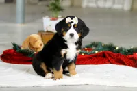 Suzy, a female Bernese Mountain Dog for sale in Sugarcreek, OH – Photo 2 of 5