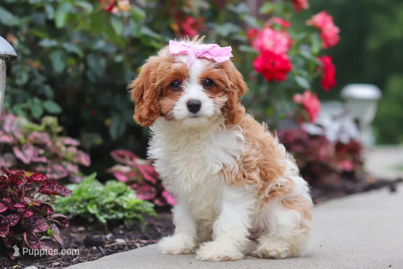 Gracie – Cavapoo puppy for sale in Sugarcreek, OH