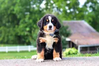 Cody, a male Bernese Mountain Dog for sale in Sugarcreek, OH – 3 of 9