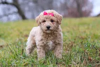 Tisha, a female Bichon Frise and Poodle - Miniature  for sale in Sugarcreek, OH – Photo 4 of 6