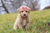 Tisha, a female Bichon Frise and Poodle - Miniature  for sale in Sugarcreek, OH – Photo 3 of 6