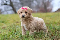 Tisha, a female Bichon Frise and Poodle - Miniature  for sale in Sugarcreek, OH – Photo 6 of 6