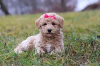 Tisha, a female Bichon Frise and Poodle - Miniature  for sale in Sugarcreek, OH – Photo 5 of 6