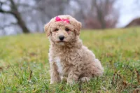 Tisha, a female Bichon Frise and Poodle - Miniature  for sale in Sugarcreek, OH – Photo 2 of 6