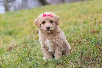 Tisha, a female Bichon Frise and Poodle - Miniature  for sale in Sugarcreek, OH – Photo 1 of 6