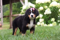 Marcy, a female Bernese Mountain Dog for sale in Sugarcreek, OH – 3 of 10