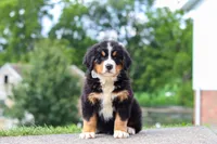 Wyatt, a male Bernese Mountain Dog for sale in Sugarcreek, OH – 5 of 7