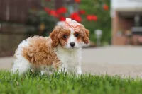 Gracie, a female Cavapoo for sale in Sugarcreek, OH – 1 of 7