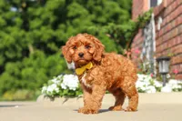 Austin, a male Cavapoo for sale in Sugarcreek, OH – 1 of 7