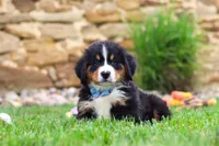 Bobby, a male Bernese Mountain Dog for sale in Sugarcreek, OH – 5 of 9