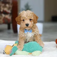 Nemo, a male Bichon Frise for sale in Sugarcreek, OH – Photo 7 of 7