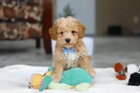 Nemo, a male Bichon Frise for sale in Sugarcreek, OH – Photo 7 of 7