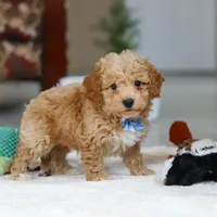 Nemo, a male Bichon Frise for sale in Sugarcreek, OH – Photo 5 of 7
