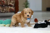 Nemo, a male Bichon Frise for sale in Sugarcreek, OH – Photo 5 of 7