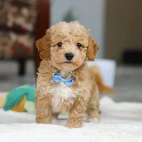 Nemo, a male Bichon Frise for sale in Sugarcreek, OH – Photo 4 of 7