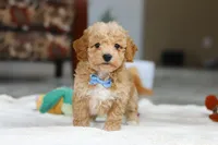 Nemo, a male Bichon Frise for sale in Sugarcreek, OH – Photo 4 of 7