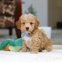 Nemo, a male Bichon Frise for sale in Sugarcreek, OH – Photo 3 of 7