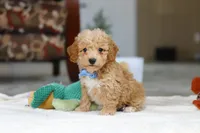 Nemo, a male Bichon Frise for sale in Sugarcreek, OH – Photo 3 of 7