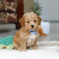 Nemo, a male Bichon Frise for sale in Sugarcreek, OH – Photo 6 of 7