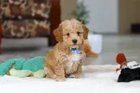 Nemo, a male Bichon Frise for sale in Sugarcreek, OH – Photo 6 of 7