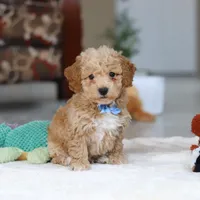 Nemo, a male Bichon Frise for sale in Sugarcreek, OH – Photo 2 of 7