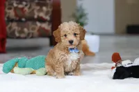 Nemo, a male Bichon Frise for sale in Sugarcreek, OH – Photo 2 of 7