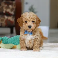 Nemo, a male Bichon Frise for sale in Sugarcreek, OH – Photo 1 of 7