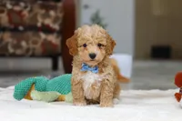 Nemo, a male Bichon Frise for sale in Sugarcreek, OH – Photo 1 of 7