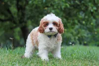 Asher, a male Cavapoo for sale in Sugarcreek, OH – 6 of 10