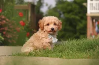 Brady, a male Bichpoo for sale in Sugarcreek, OH – 3 of 6