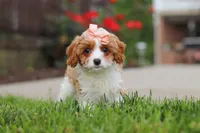 Gracie, a female Cavapoo for sale in Sugarcreek, OH – 3 of 7
