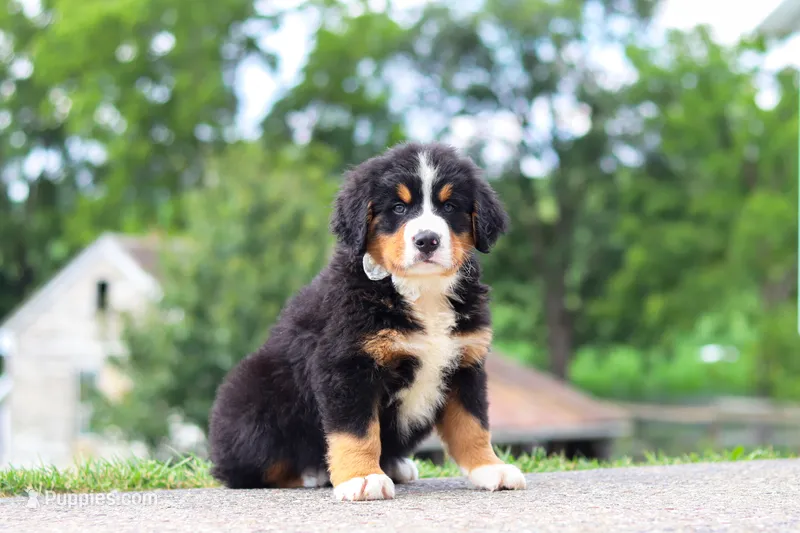 Wyatt – Bernese Mountain Dog puppy for sale in Sugarcreek, OH