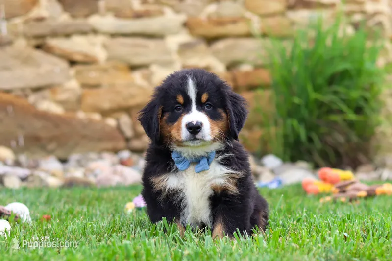 Bobby – Bernese Mountain Dog puppy for sale in Sugarcreek, OH