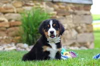 Willow, a female Bernese Mountain Dog for sale in Sugarcreek, OH – 7 of 10