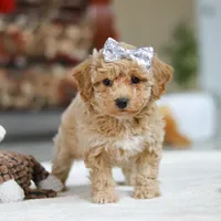 River, a female Bichpoo for sale in Sugarcreek, OH – Photo 8 of 10