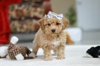 River, a female Bichon Frise for sale in Sugarcreek, OH – Photo 8 of 10